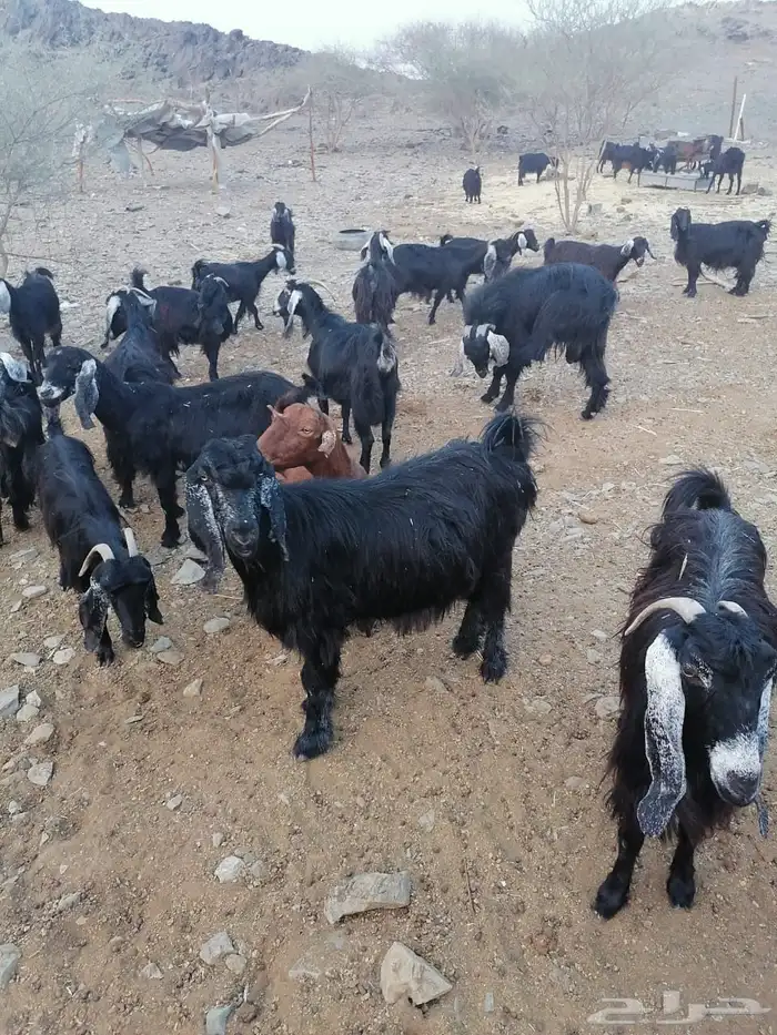 معزا مضاريع 3