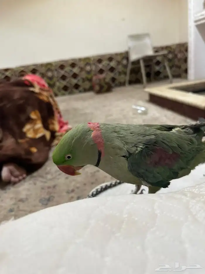 مفقود طير درة نيبالي 0