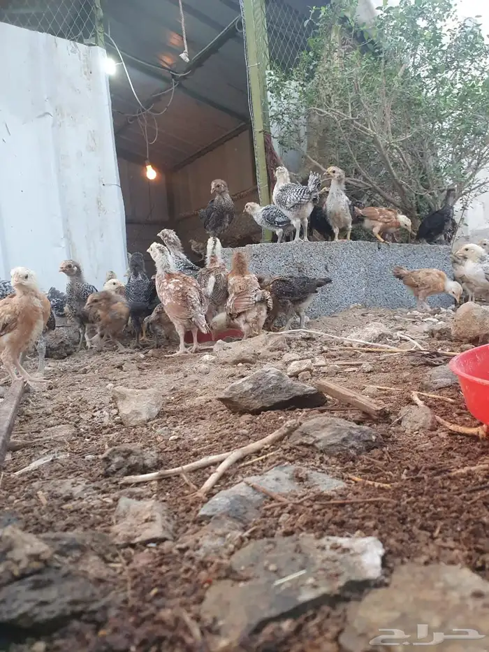 صوص بلدي وفيومي 2