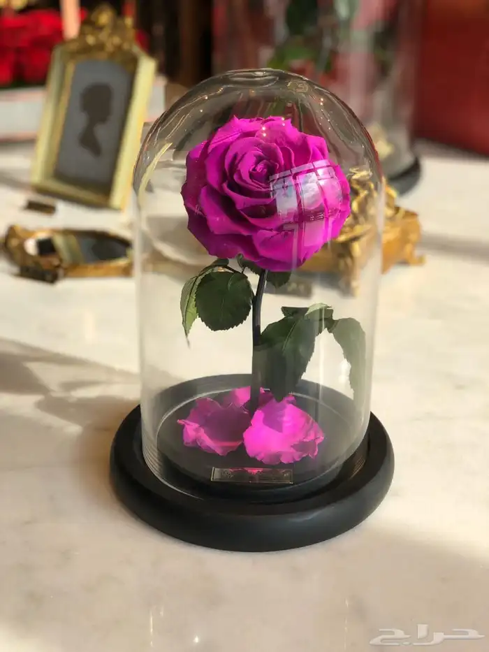 تقبيل محل ورد 23