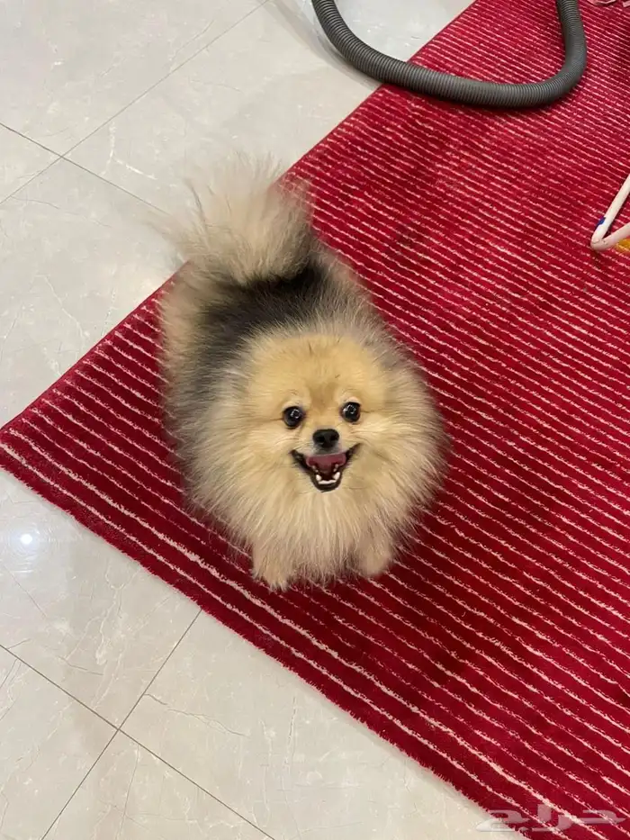 للبيع كلب 3سنين 3