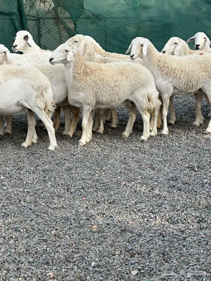 ضان حريات حرش صنف الصنف 8