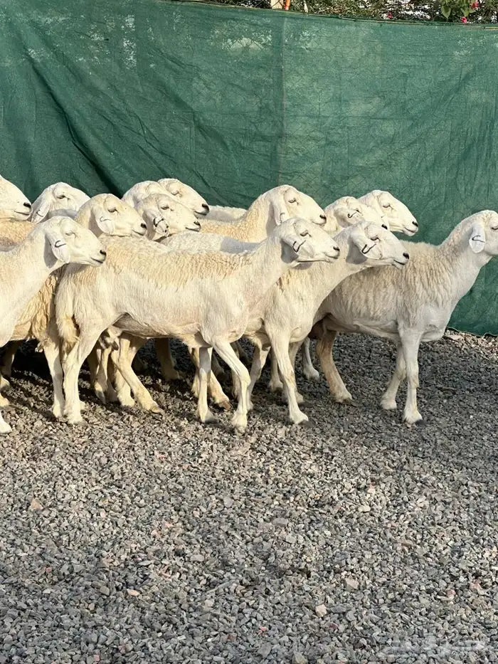 ضان حريات حرش صنف الصنف 54