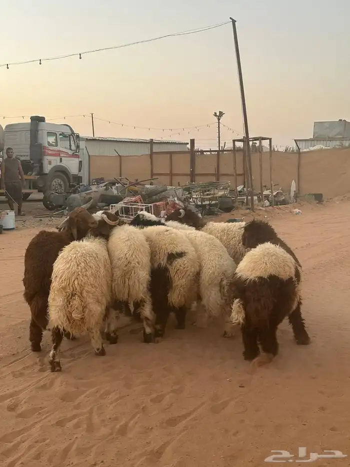 جذعان نعيمي بلدي فاخر 3