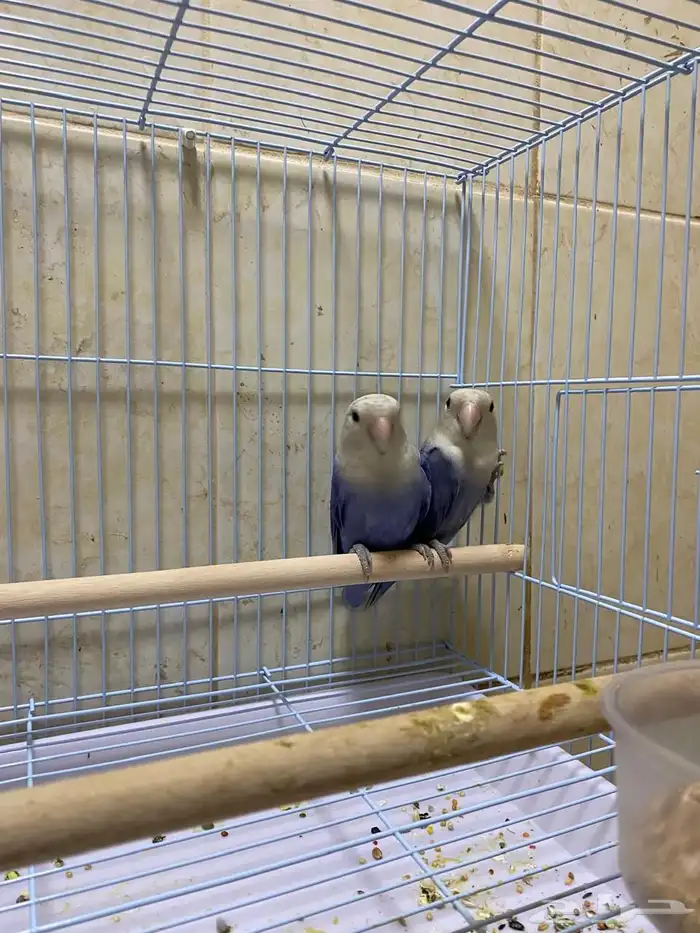 عرضنا هذا اليوم زوج روز ألوانه ملفته (ذكر   أنثى) 0