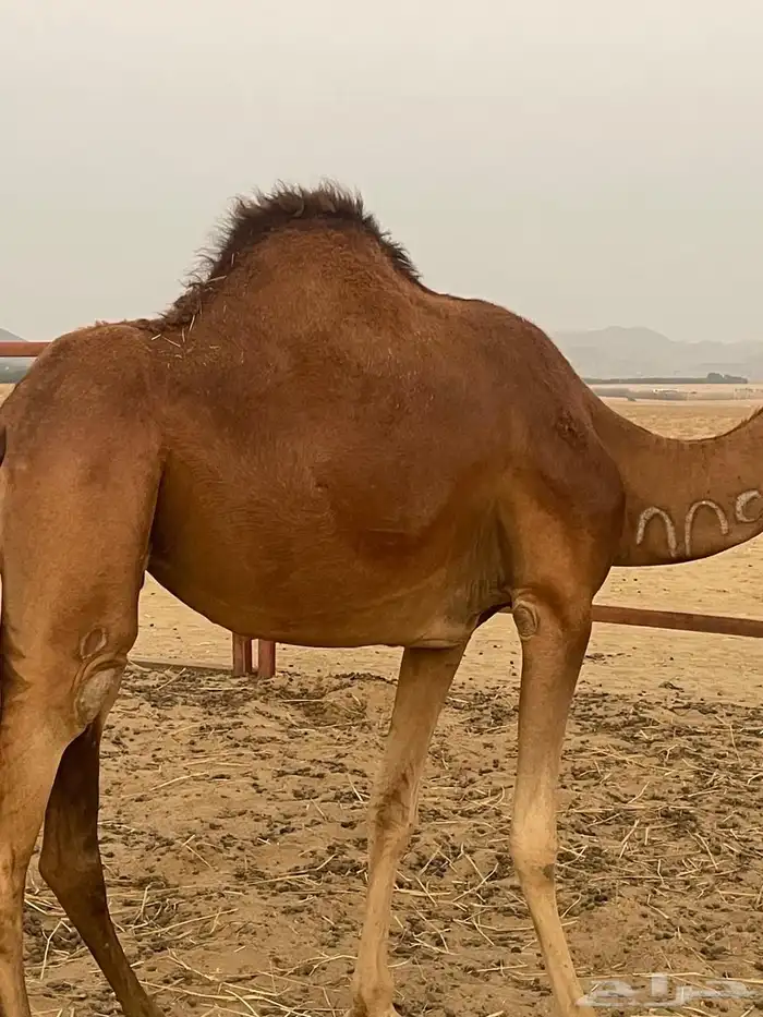 ابل حمر سواحل 0