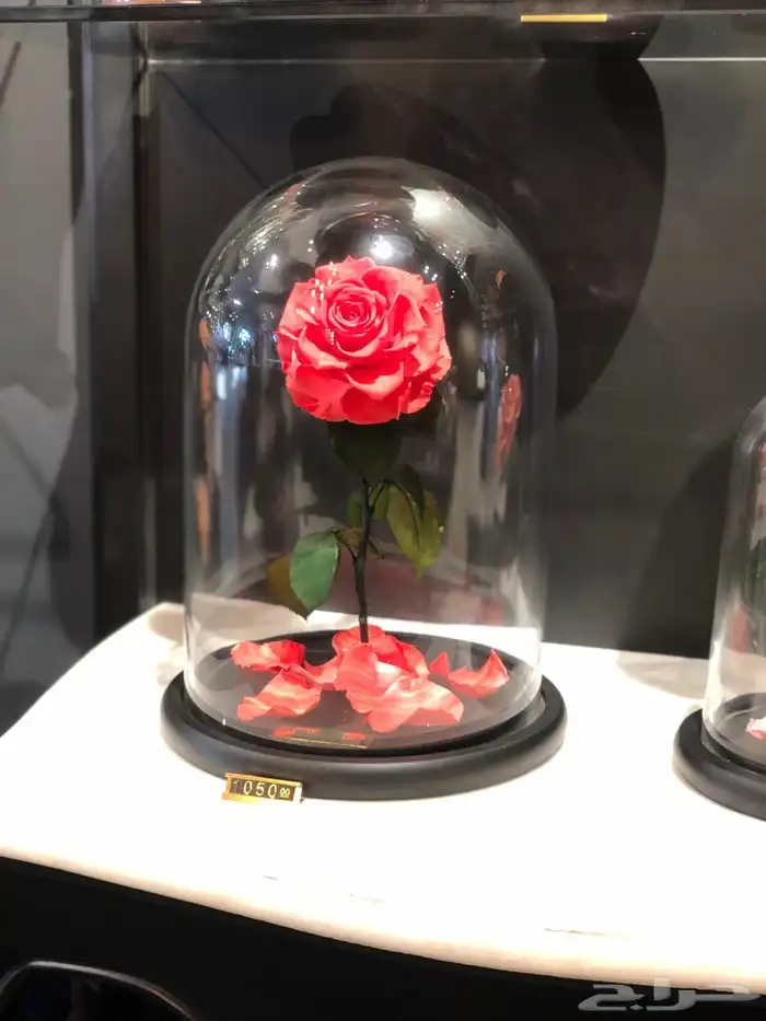 تقبيل محل ورد 28