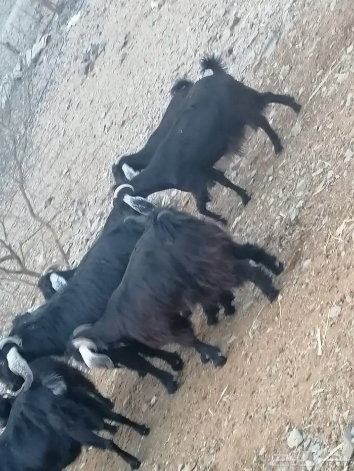 معزا مضاريع 0