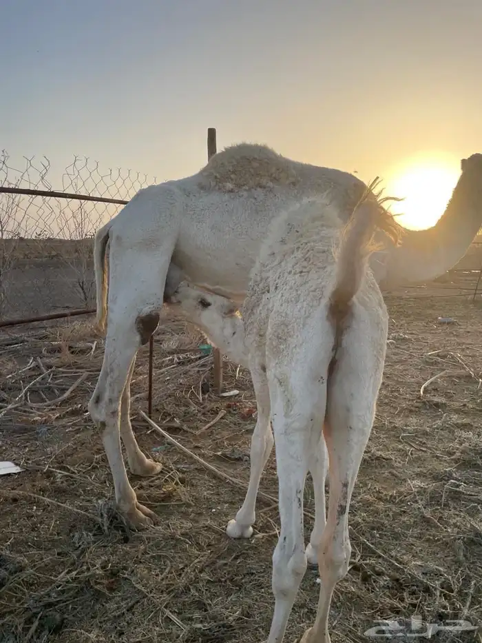 حوار لباني العمر 5 شهور على الحليب الموقع الحناكيه 1