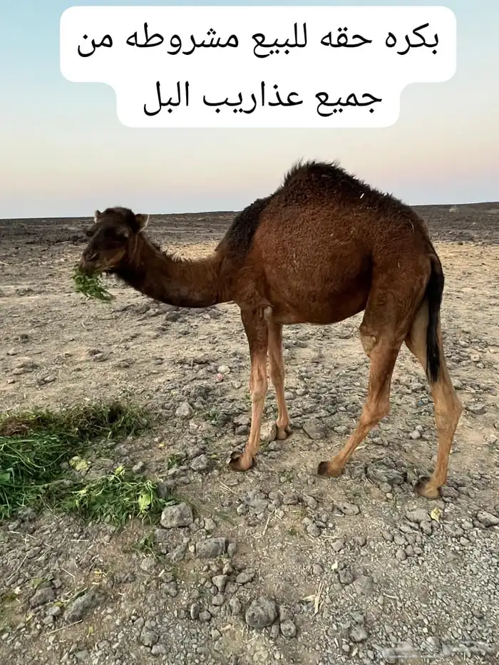 بكرة للبيع 0
