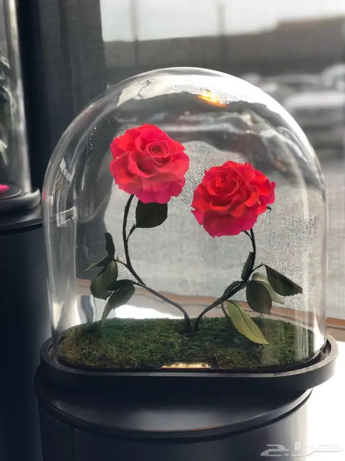 تقبيل محل ورد 41