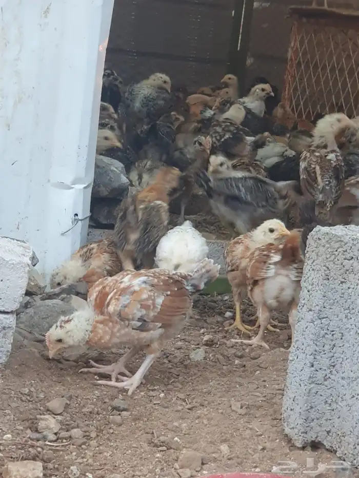 صوص بلدي وفيومي 1