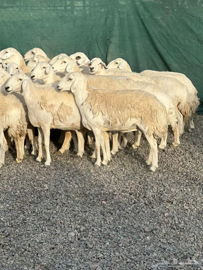 ضان حريات حرش صنف الصنف 14