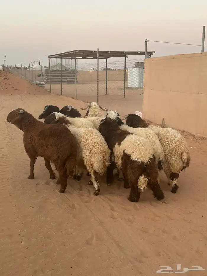 جذعان نعيمي بلدي فاخر 0