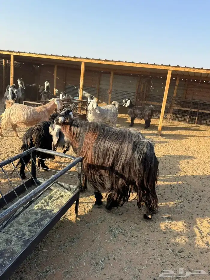 معزاء عوارض صنف 0