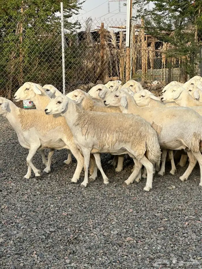 ضان حريات حرش صنف الصنف 49