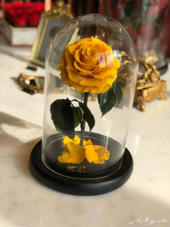 تقبيل محل ورد 22