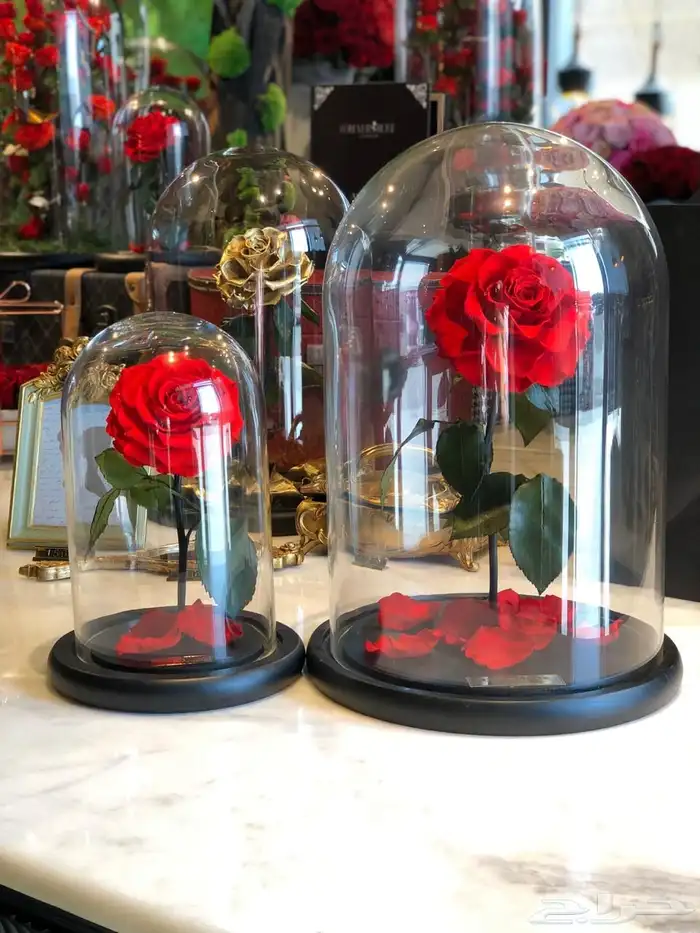 تقبيل محل ورد 10