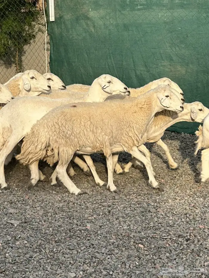 ضان حريات حرش صنف الصنف 1