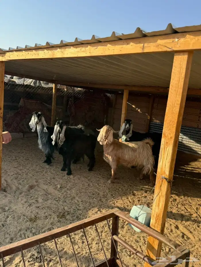 معزاء عوارض صنف 1