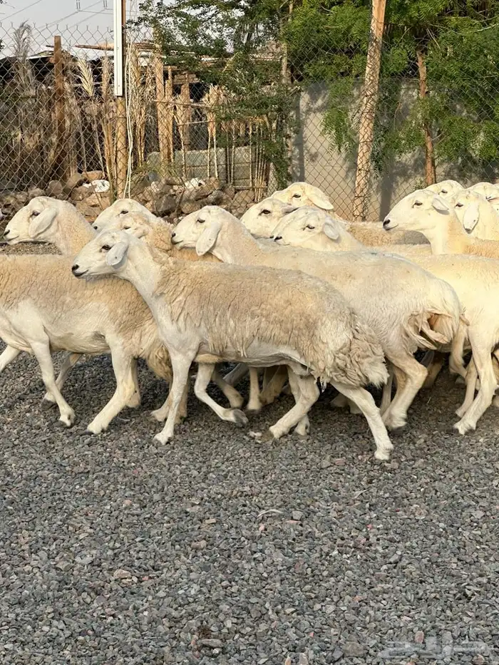 ضان حريات حرش صنف الصنف 19