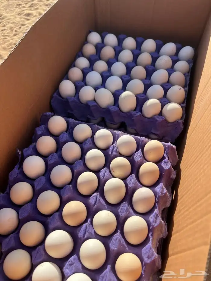 بيض دجاج فيومي 1