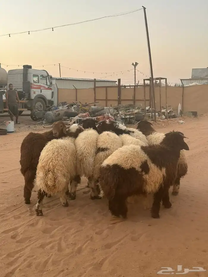 جذعان نعيمي بلدي فاخر 2