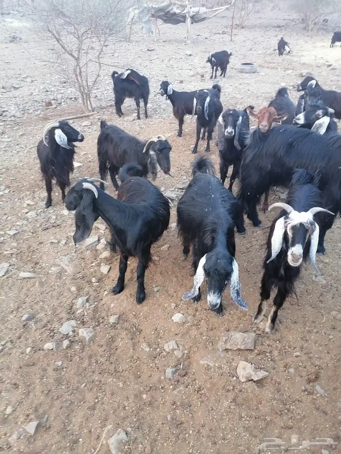 معزا مضاريع 2