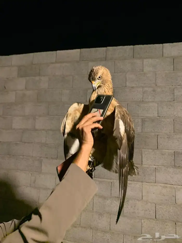 طير عقاب للبيع 3