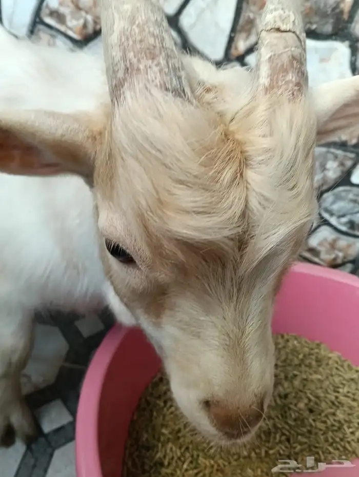 تيس تشيكي قزمي للبيع 2