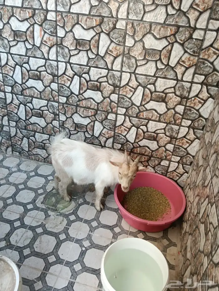 تيس تشيكي قزمي للبيع 0