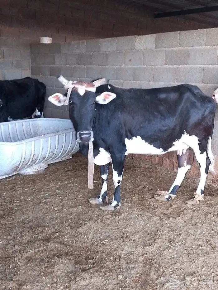 بقرة للبيع 2