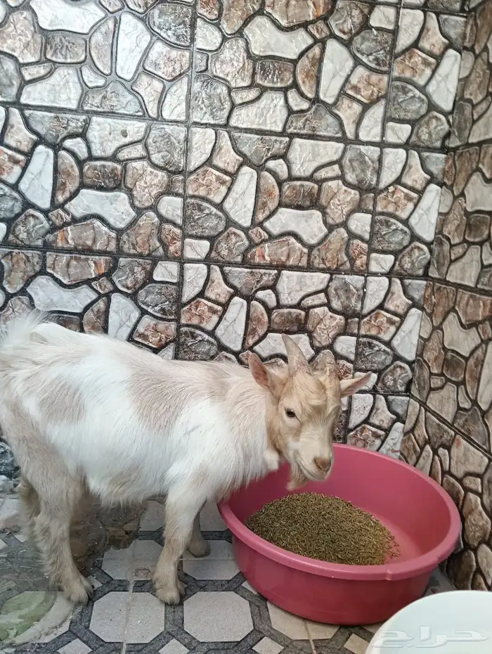 تيس تشيكي قزمي للبيع 1