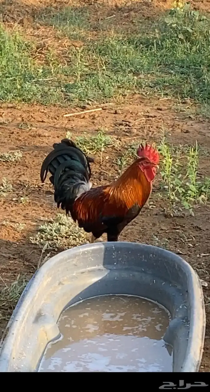 دجاج عربي منتج شرط وحضان ومعه ديك عربي احمر ترثه 1