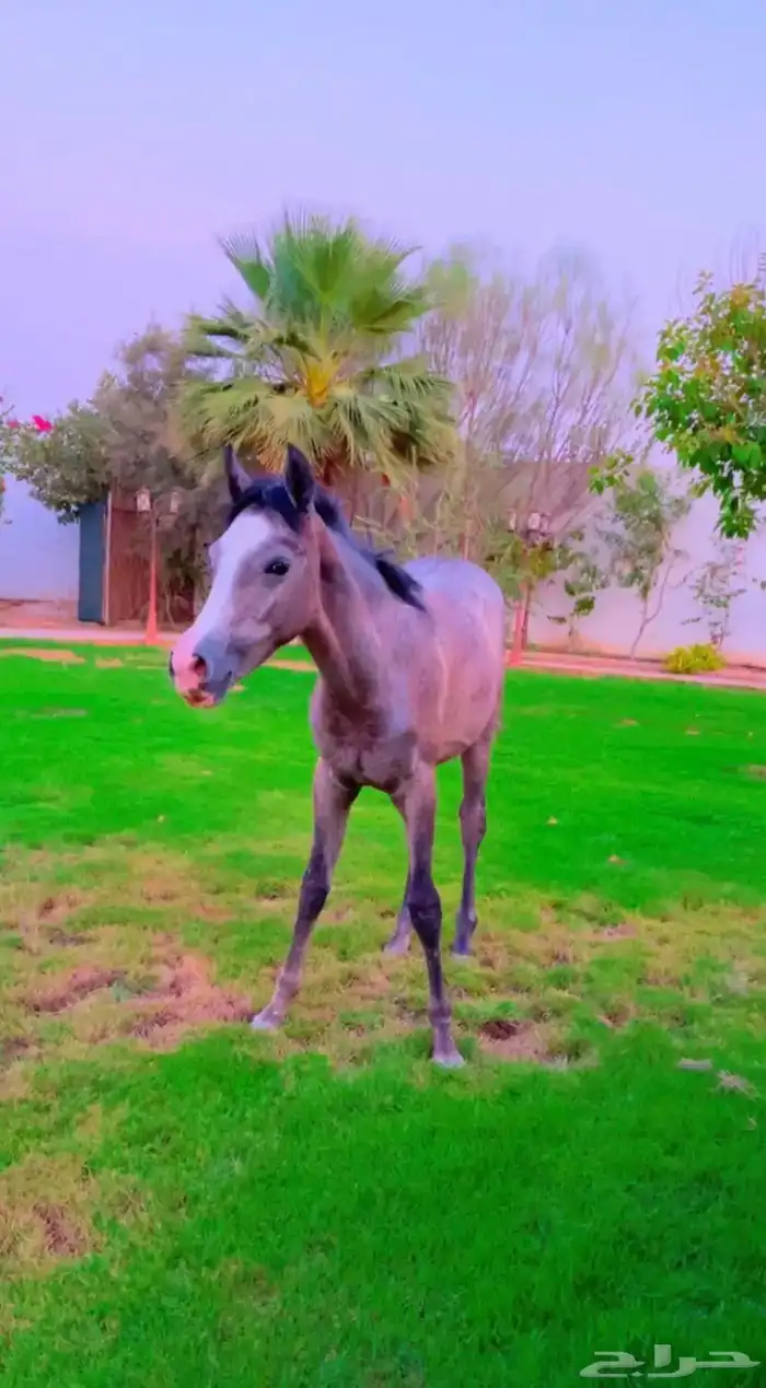 للبيع جملة فرس و مهره و مهره و مهر 1