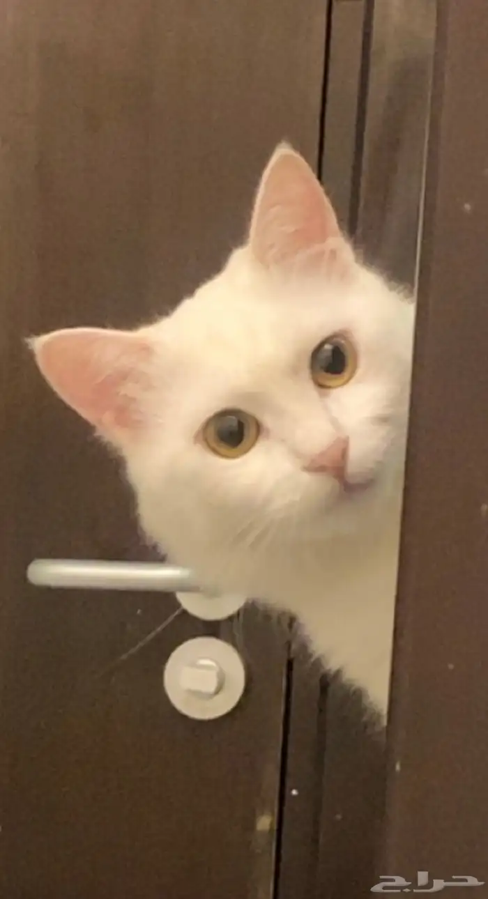 قطة مفقودة 2