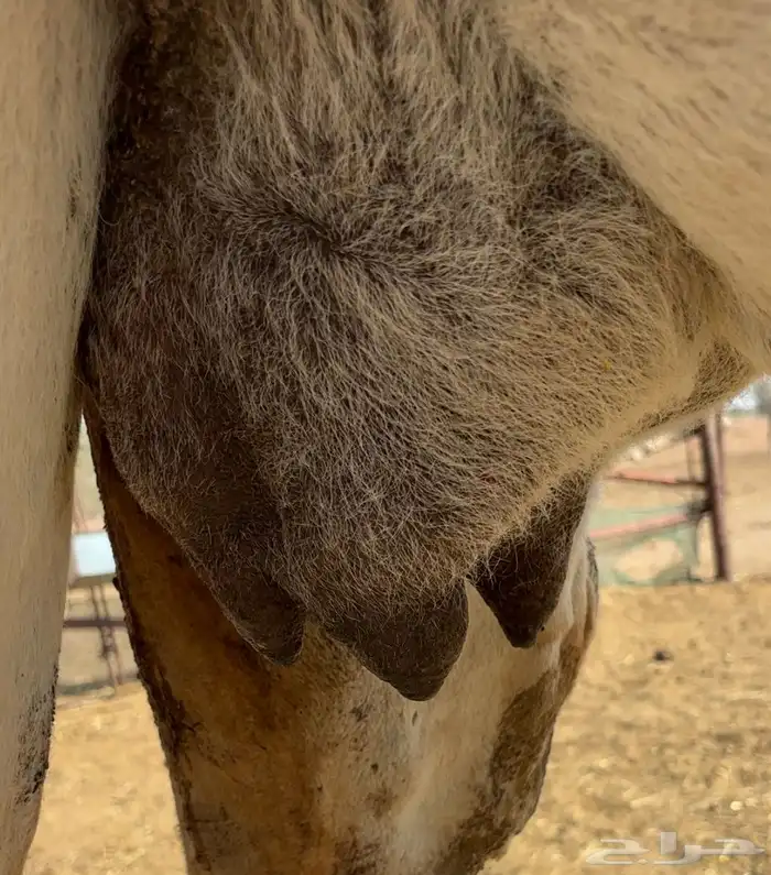 خلفه وضحاء 5