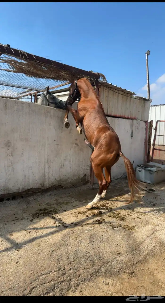 حصان شعبي حار. 0