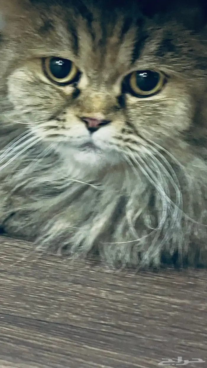 قطه أنثى للبيع ع سوم معاها بيتها وأكلها وكل شي تحتاجه 2