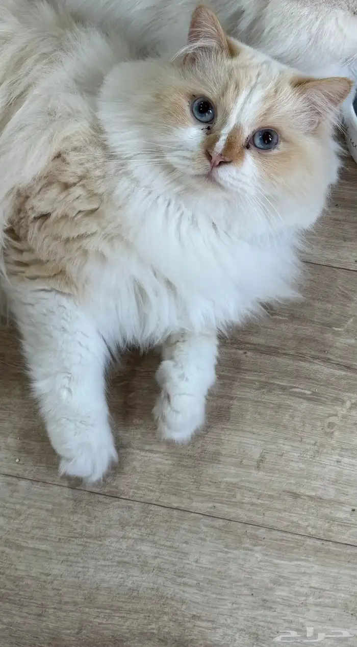 قط للتبني انقورا تركي 0