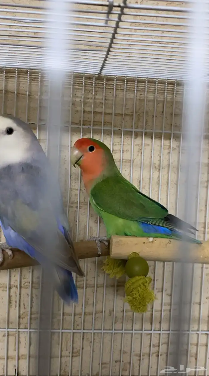 جوز روز منتج والذكر حار 2