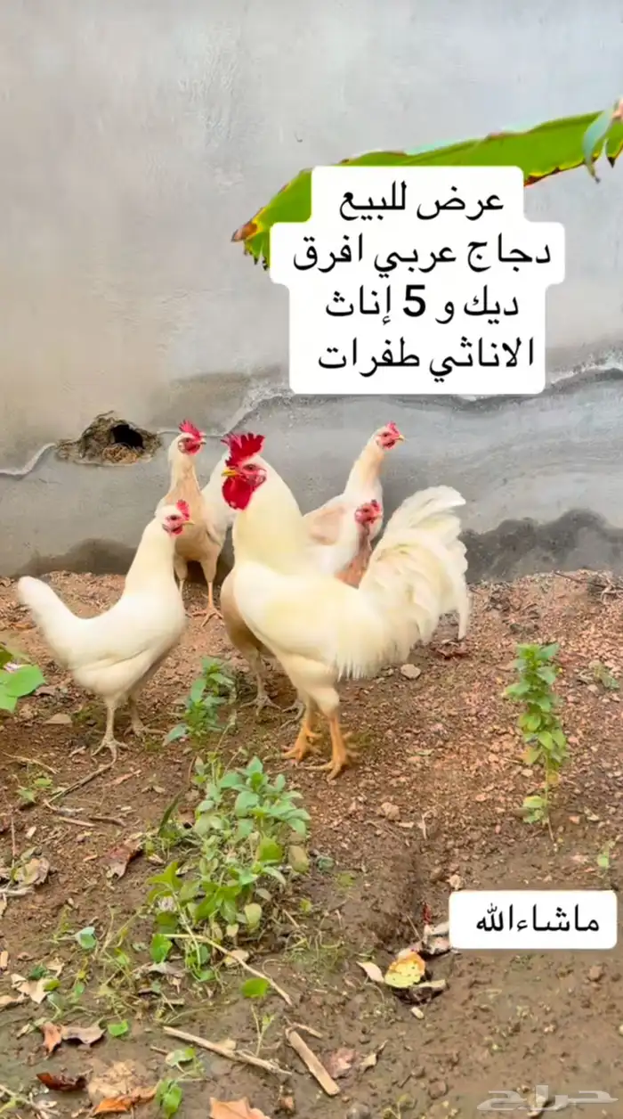 دجاج 21