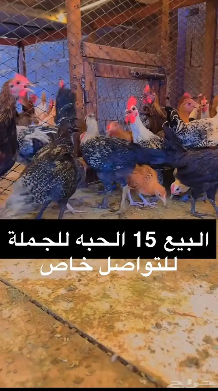 دجاج 10