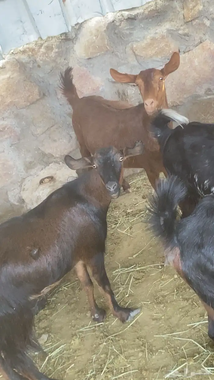 معزاء بلدي 0