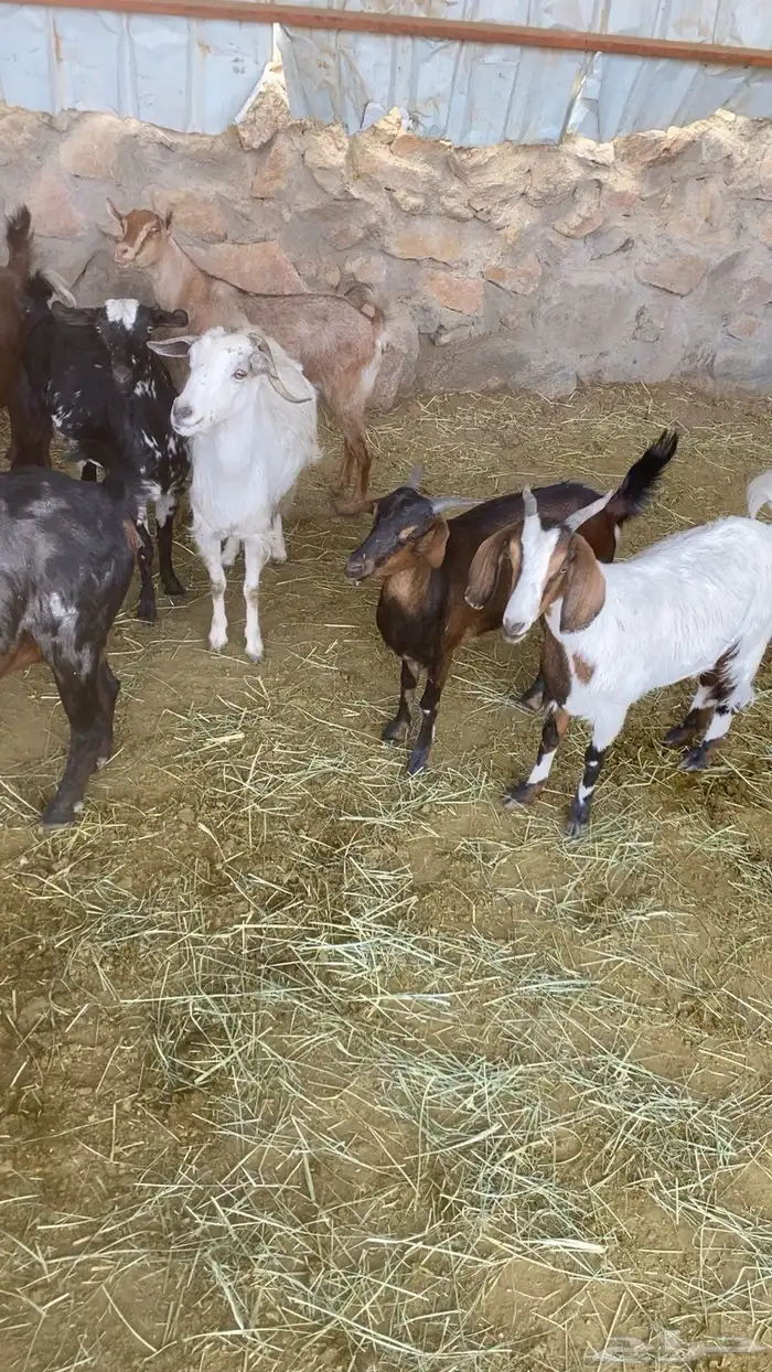 معزاء بلدي 1