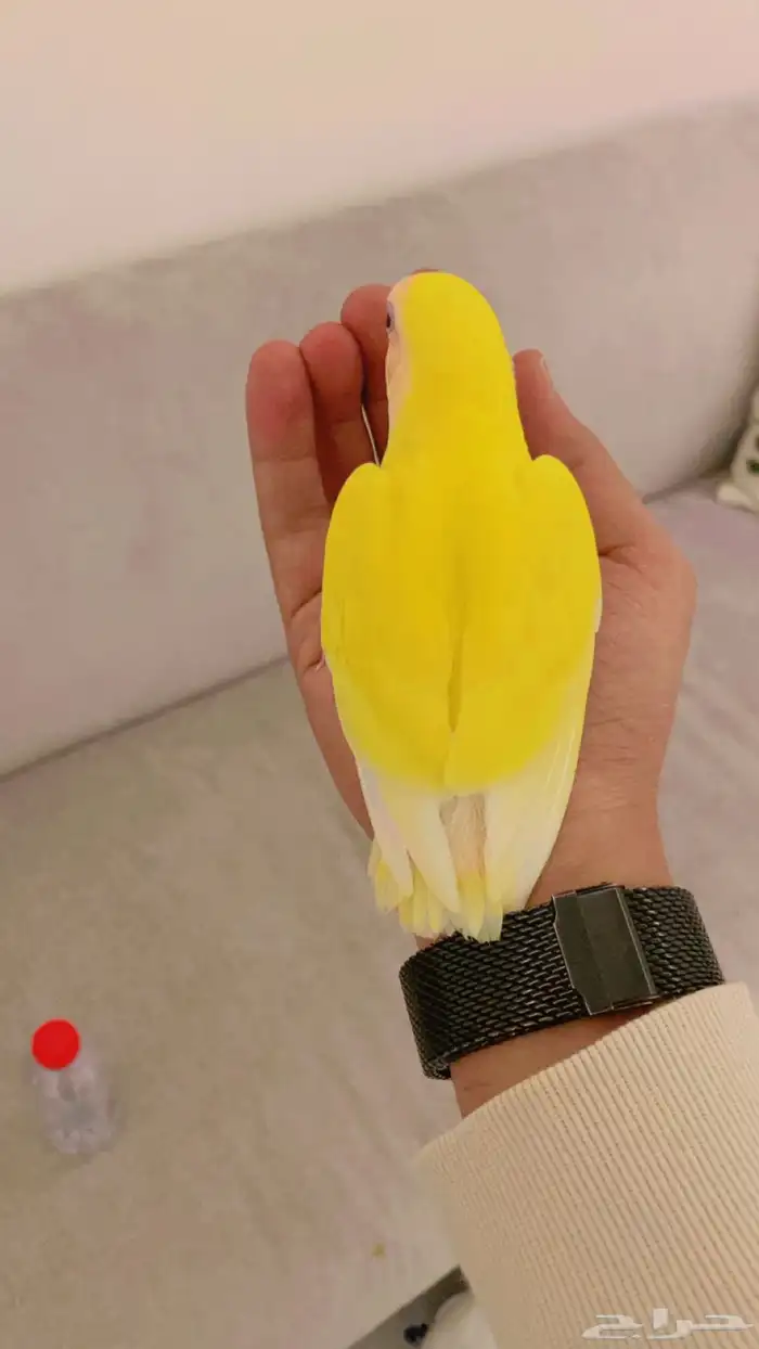 روز اليف وهدد لاتينو رد فيس عيون حمر ومحجل برقمي 1