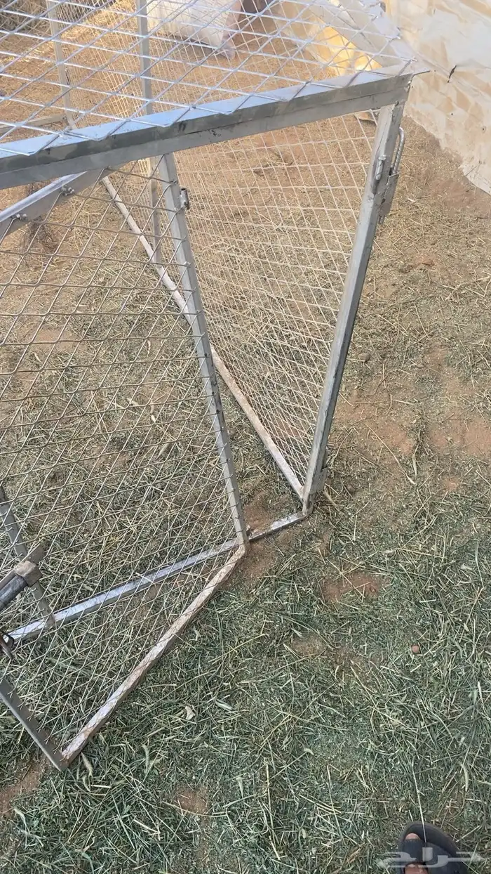 شبك دجاج وإ حمام 1