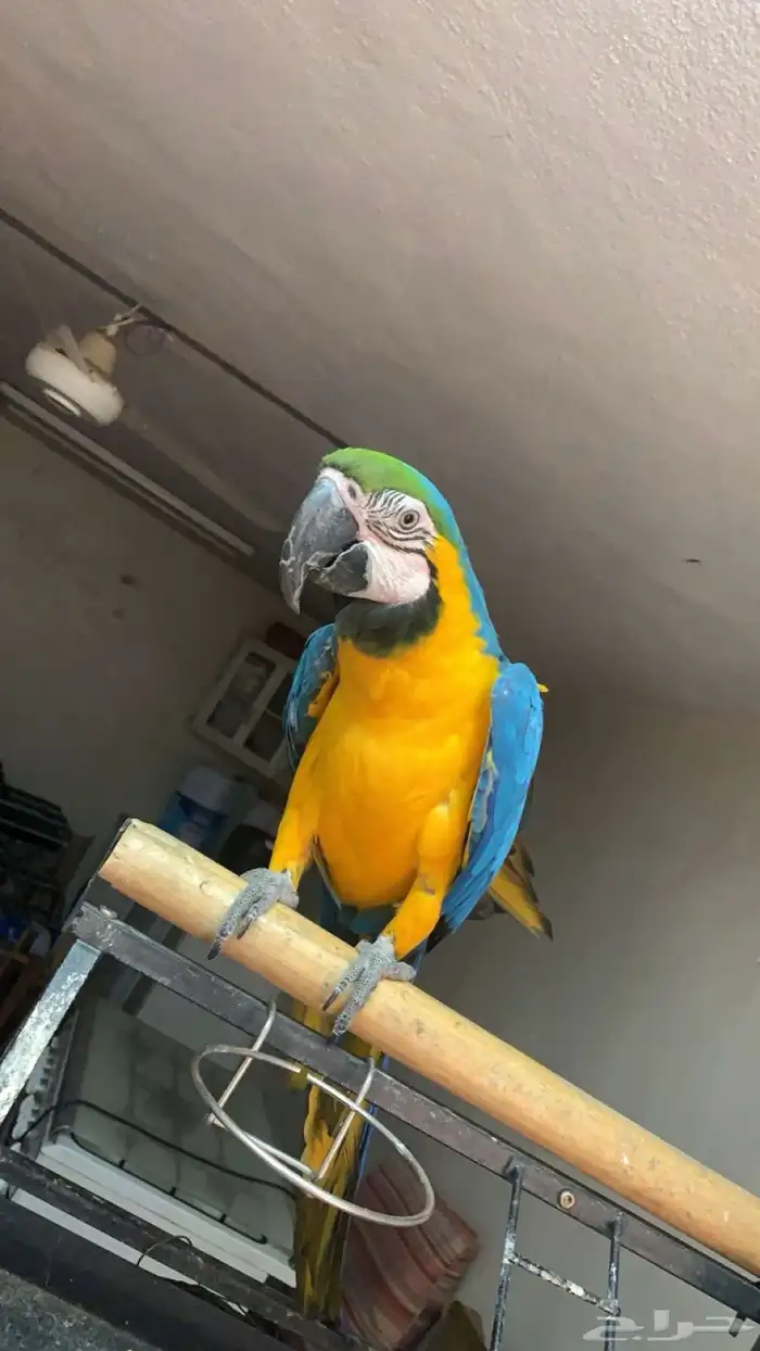 ببغاء بلو اند قولد (هدد خارجي ) 1