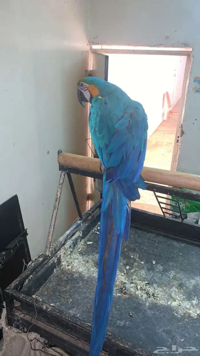 ببغاء بلو اند قولد (هدد خارجي ) 0