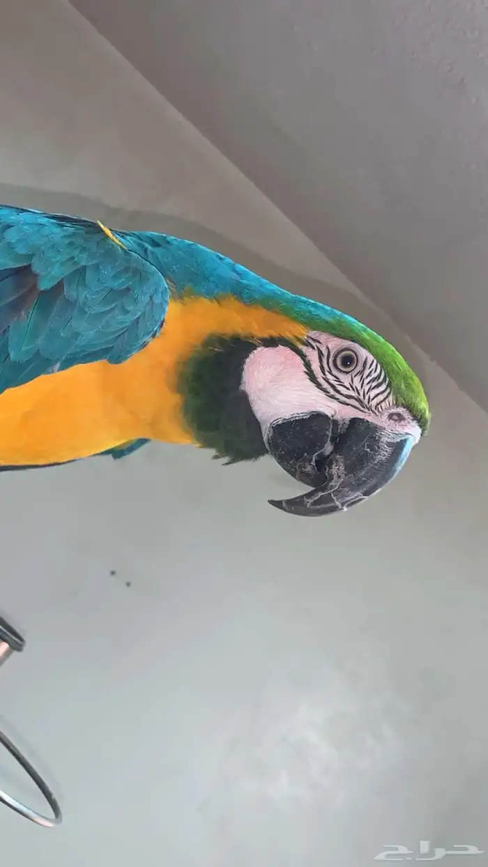 ببغاء بلو اند قولد (هدد خارجي ) 2